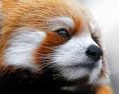 RedPanda's Avatar