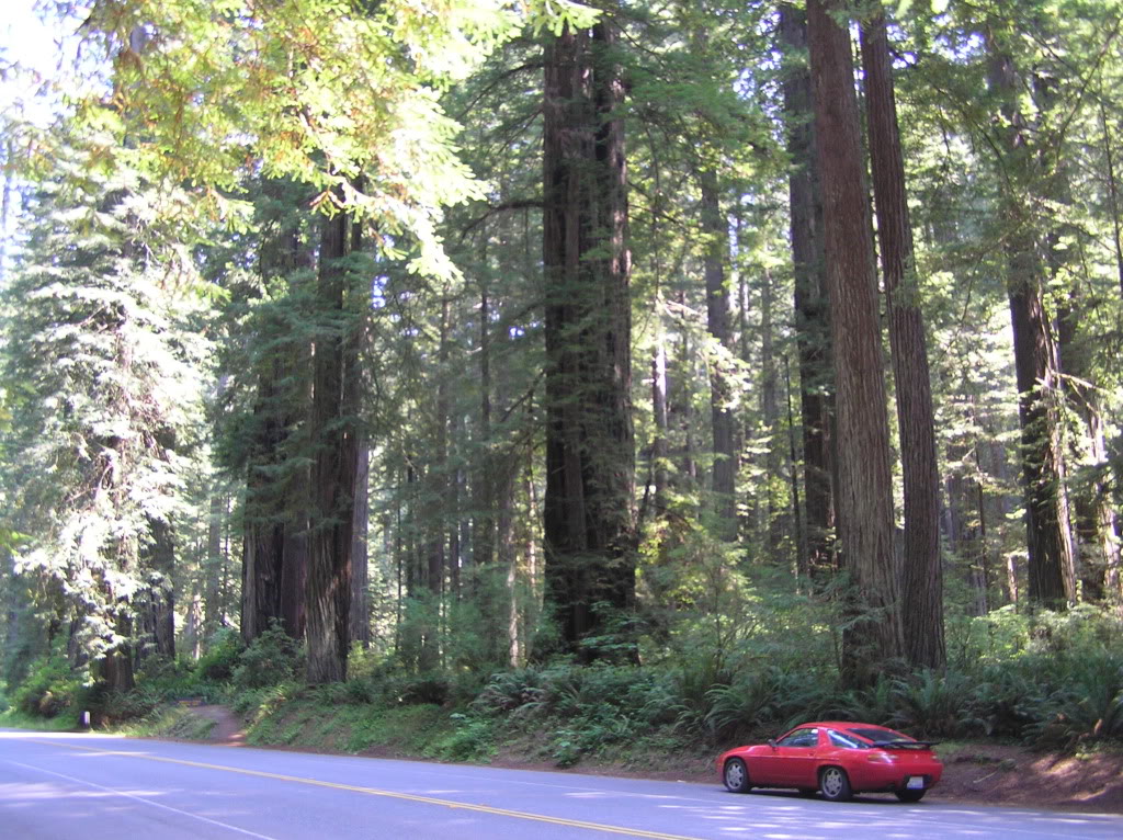 Name:  redwoods.jpg
Views: 708
Size:  241.2 KB