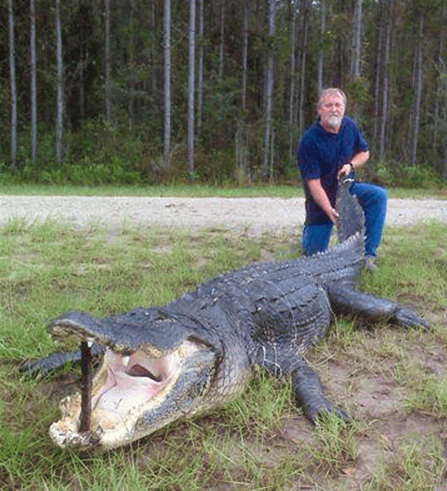 Name:  1000lb Gator.gif
Views: 124
Size:  136.5 KB