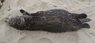 Name:  Dead-stranded-sea-otter_zpsdwhihwhj.jpg
Views: 215
Size:  18.8 KB
