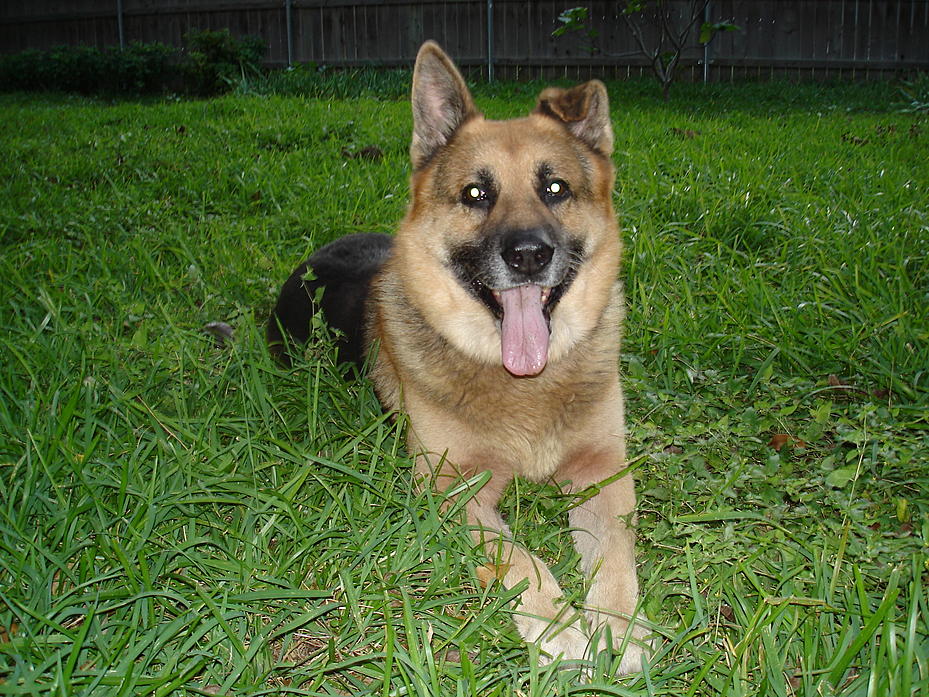 Name:  2008.10 Rex the Rescue Dog (4).JPG
Views: 43
Size:  189.9 KB