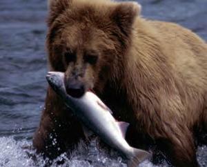 bluehorseshoe's Avatar